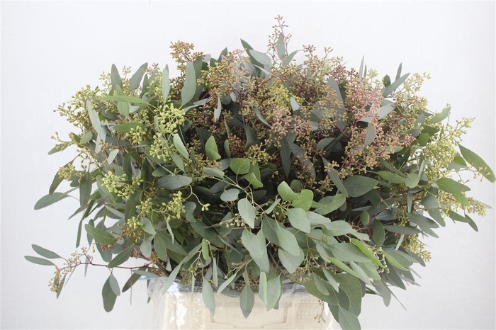 <h4>Euca Populus Berry 300gr P Bunch</h4>