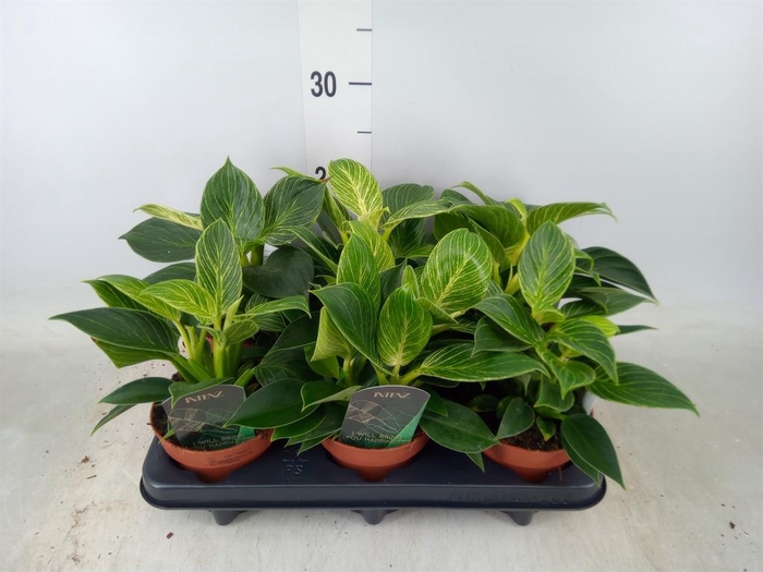 <h4>Philodendron ...</h4>