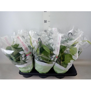 Scindapsus pictus 'Trebie'