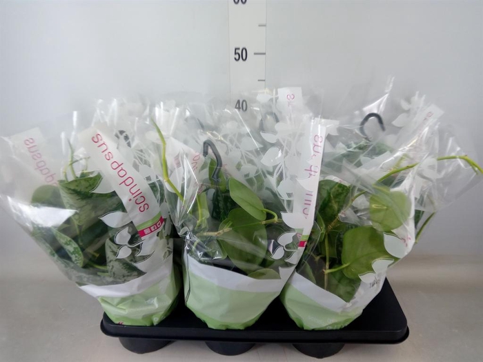 <h4>Scindapsus pictus 'Trebie'</h4>