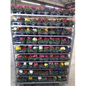 Primula ac.   ...mix