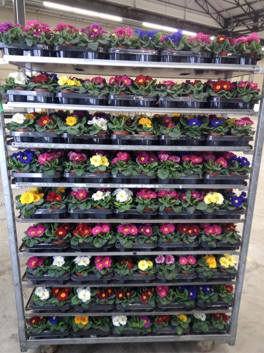 <h4>Primula ac.   ...mix</h4>