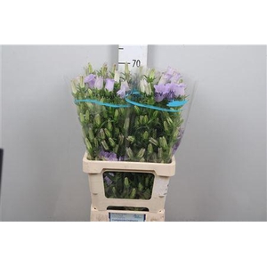 Camp M Champion Lavender