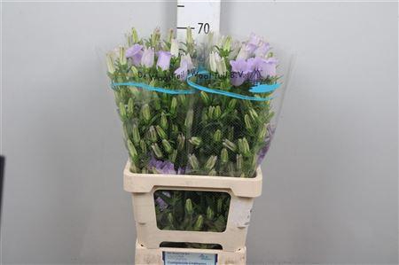 <h4>Camp M Champion Lavender</h4>