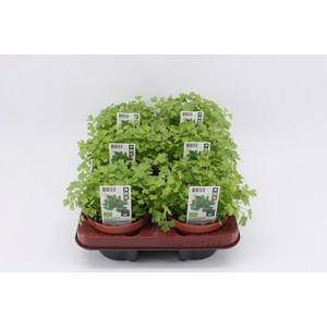 BKH groente 50995 bio Peterselie Plat