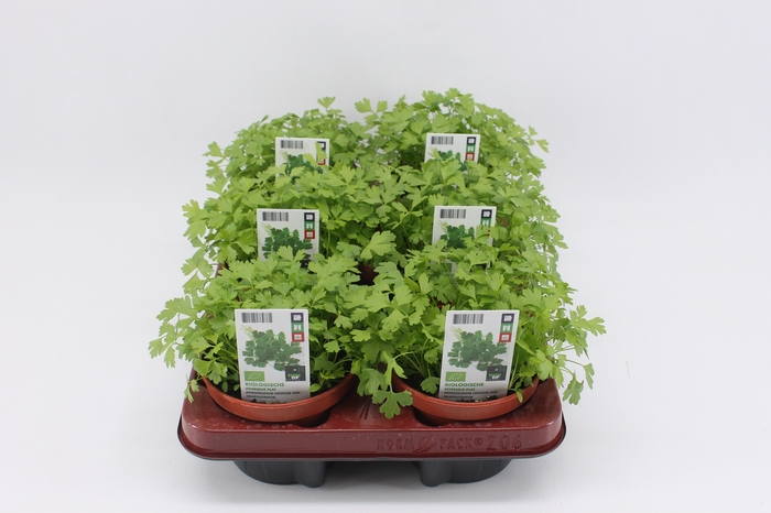 <h4>BKH groente 50995 bio Peterselie Plat</h4>