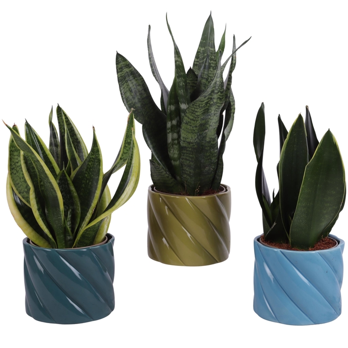 <h4>Sansevieria mix Ø12cm in Ø14cm Ceramic FB674</h4>