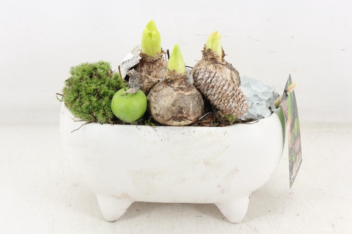 <h4>arr4 Hyacint MB - Ker. ovaal white pootjes</h4>