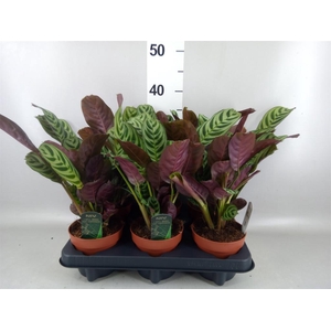 Ctenanthe burle-marxii