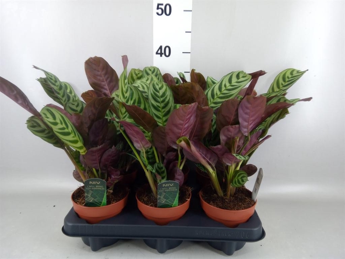 <h4>Ctenanthe burle-marxii</h4>