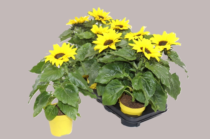 <h4>HELI SUNSATION</h4>