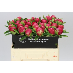 Paeonia Belgravia