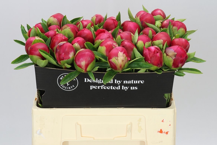 <h4>Paeonia Belgravia</h4>