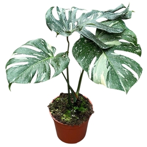 Monstera Thai Constellation