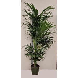 HOWEA FORSTERIANA