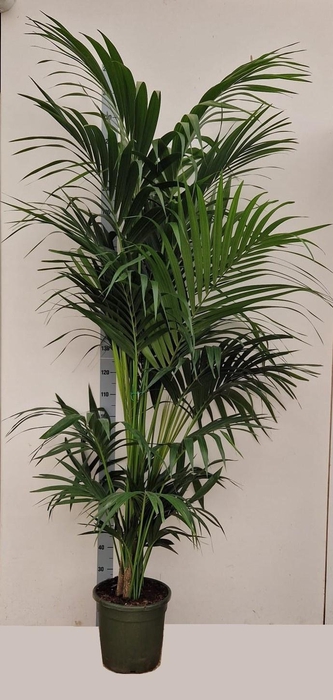 <h4>HOWEA FORSTERIANA</h4>