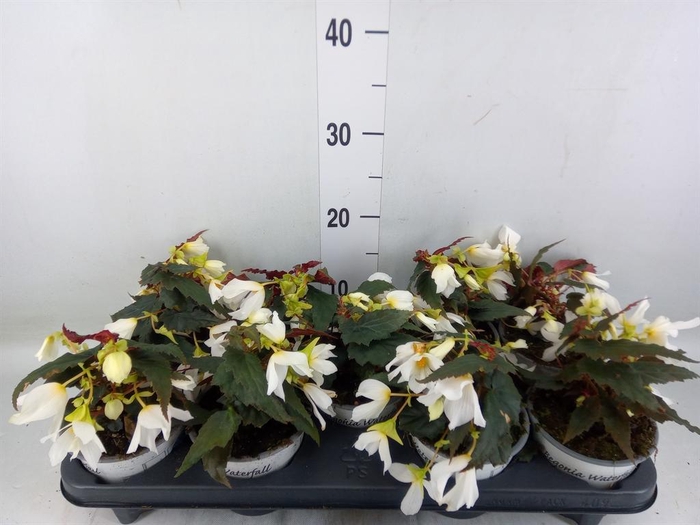 <h4>Begonia boliv. 'Beauvilia White'</h4>