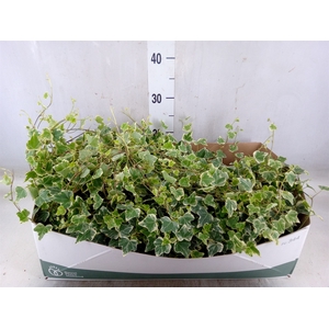 Hedera helix 'White Wonder'