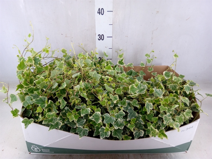<h4>Hedera helix 'White Wonder'</h4>