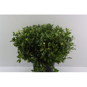 Pitto Groen 52 Cm Per Tak