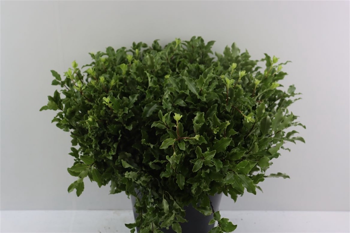 <h4>Pitto Groen 52 Cm Per Tak</h4>