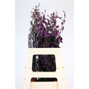 DENDRO BLACK BEAUTY XL*