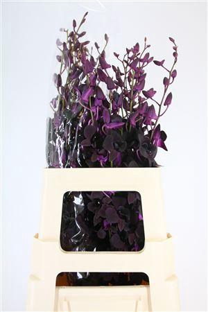 <h4>DENDRO BLACK BEAUTY XL*</h4>