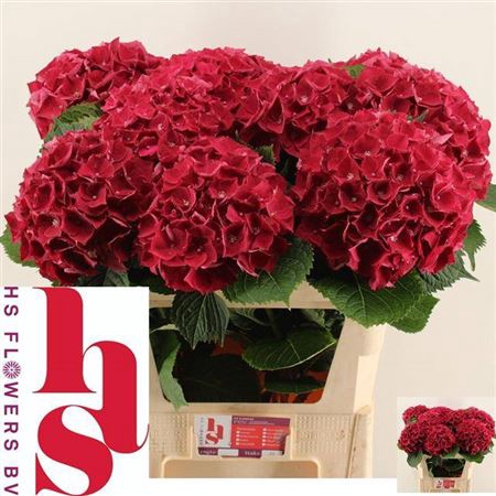 <h4>Hydr M Ch Mon Amour Red</h4>