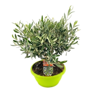 Olea europaea