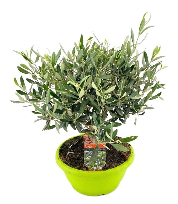 <h4>Olea europaea</h4>