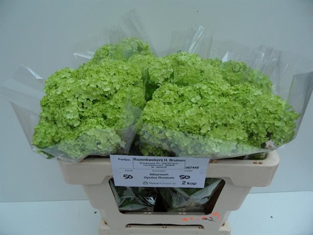 <h4>VIBURNUM ROSEUM ST</h4>