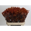 Anigozanthos Sienna Gold