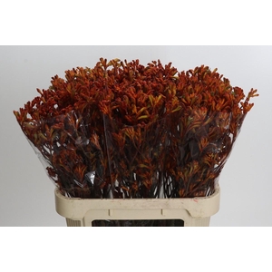 Anigozanthos Sienna Gold