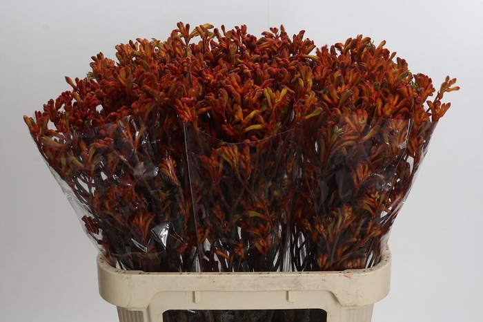 <h4>Anigozanthos Sienna Gold</h4>