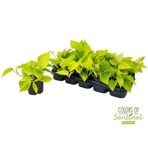 Epipremnum Golden Pothos