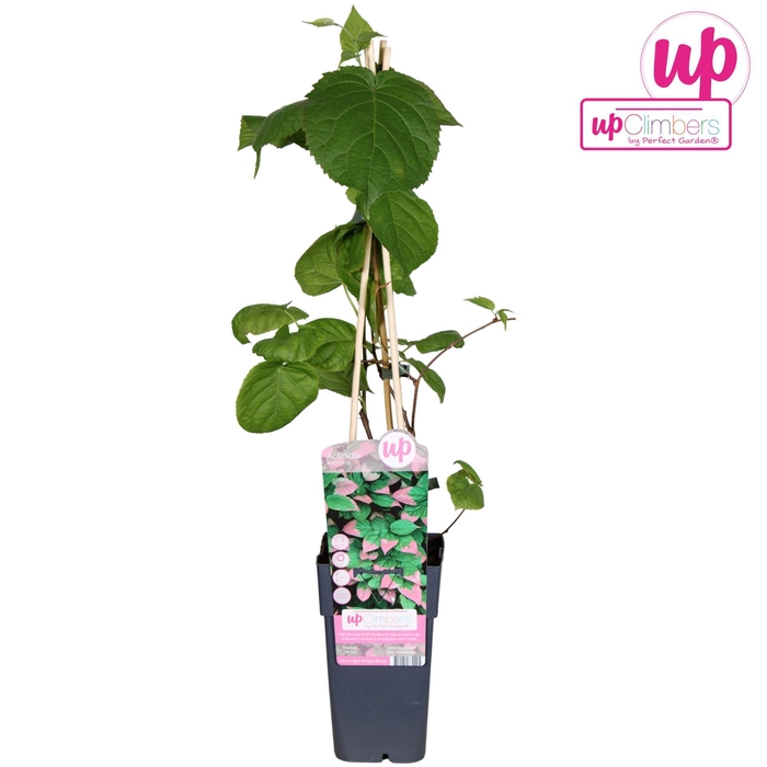 <h4>Actinidia kolomikta</h4>