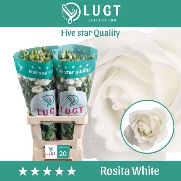 <h4>Eustoma russ. DU 'Rosita White'</h4>