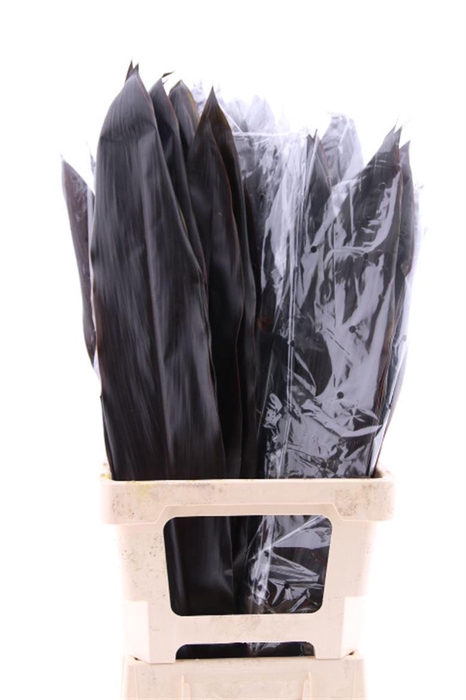 <h4>Cordyline fruti. 'Black Ti'</h4>