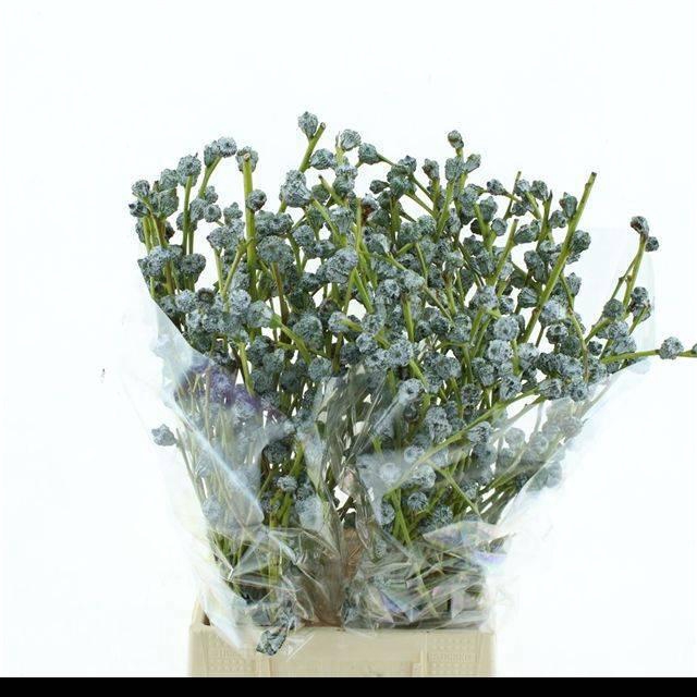 <h4>EUC GLOBULUS BS</h4>