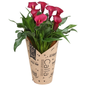 Zantedeschia Royal Valentine Calla rood in kraft hoes