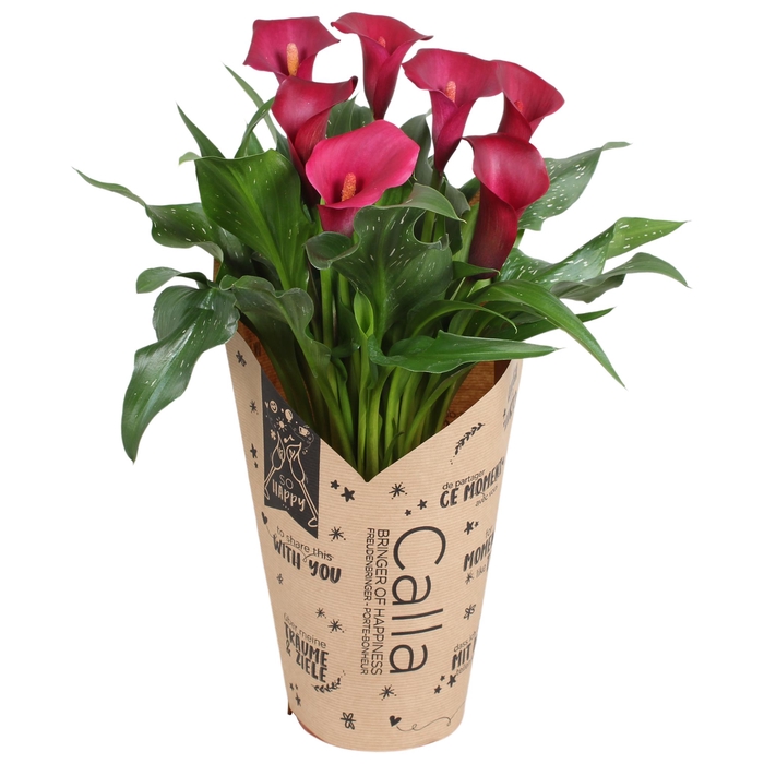 <h4>Zantedeschia Royal Valentine Calla rood in kraft hoes</h4>