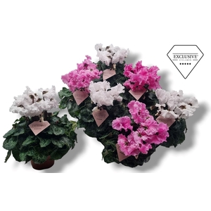 Cyclamen Exclusive® Merengue Roze Wit mix