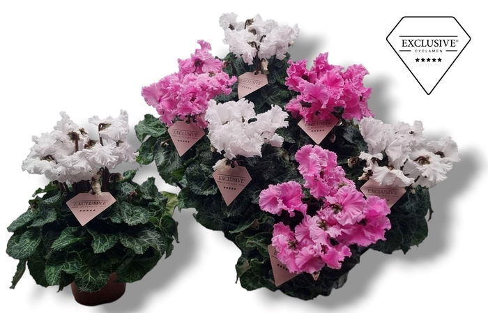<h4>Cyclamen Exclusive® Merengue Roze Wit mix</h4>