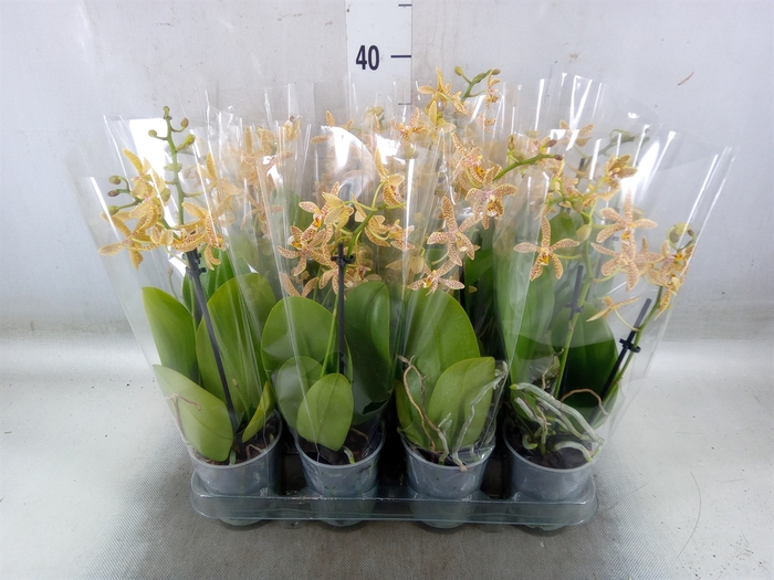 <h4>Phalaenopsis multi.   ...orange</h4>