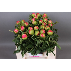 Paeonia Coral Sunset | Heavy Quality
