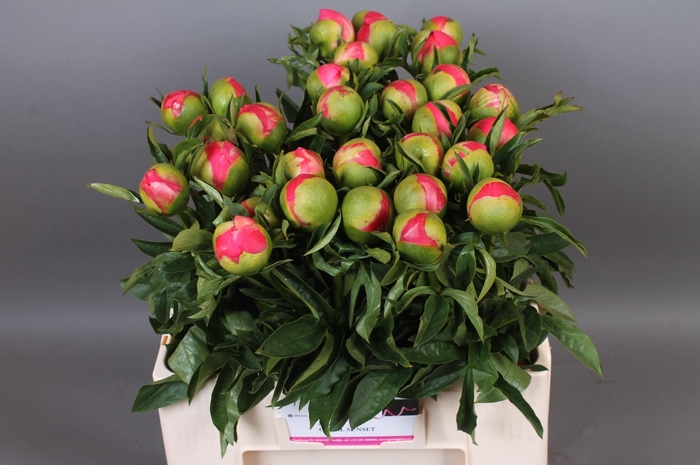 <h4>Paeonia Coral Sunset | Heavy Quality</h4>