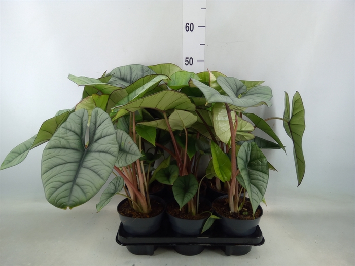 <h4>Alocasia  'Platinum'</h4>