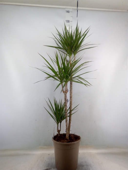 <h4>Dracaena marg.</h4>