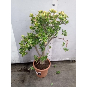 Crassula ovata 'Sunset'