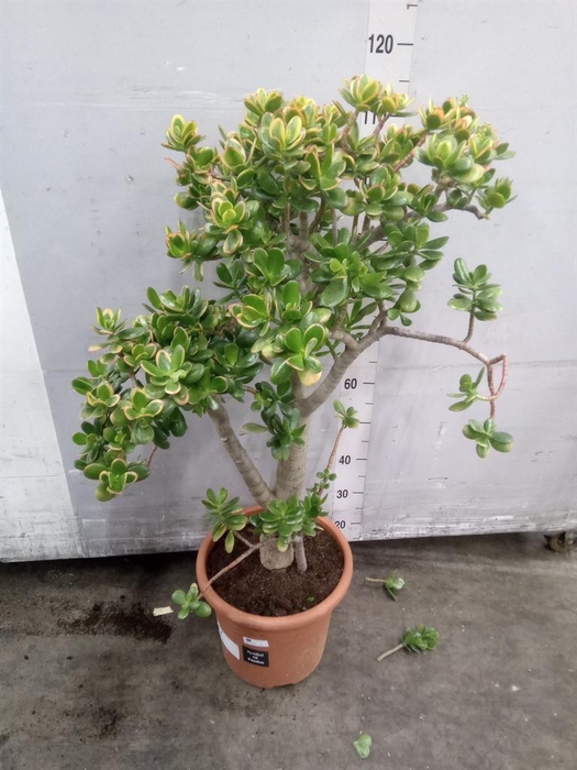 <h4>Crassula ovata 'Sunset'</h4>